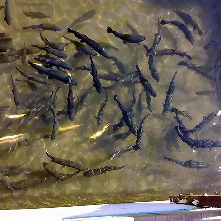 Restoran Lisine - Resavska Pecina بيت شباب Strmosten