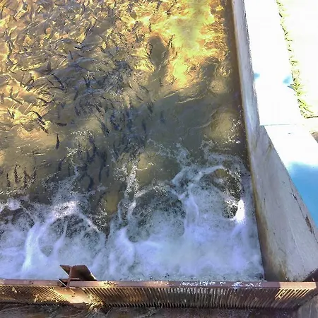 بيت شباب Restoran Lisine - Resavska Pecina Strmosten