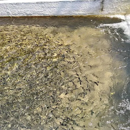 Restoran Lisine - Resavska Pecina