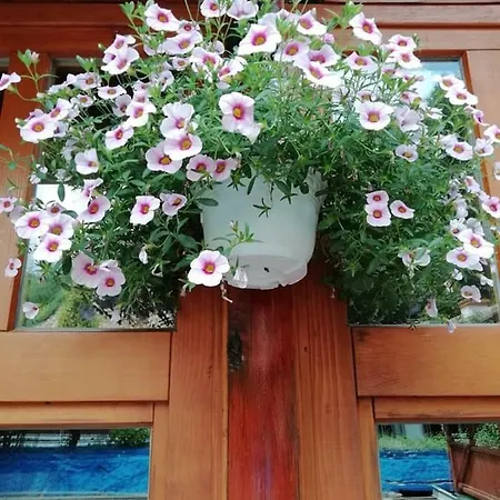 Restoran Lisine - Resavska Pecina بيت شباب