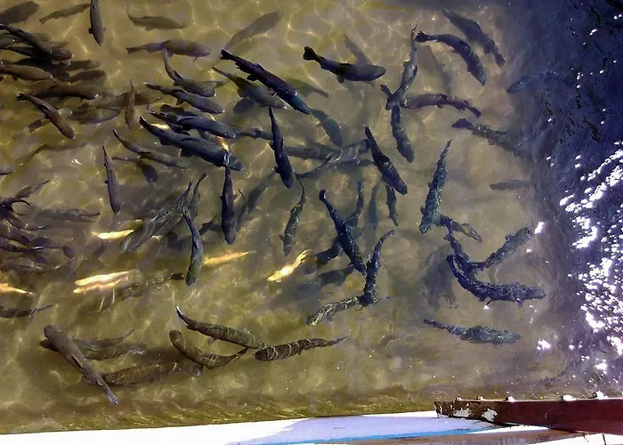 Restoran Lisine - Resavska Pecina Hostel Strmosten