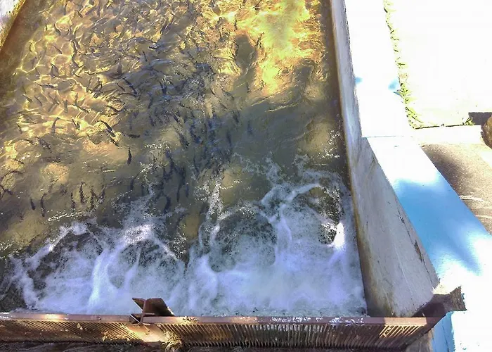 Hostel Restoran Lisine - Resavska Pecina Strmosten