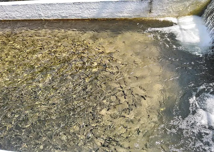 Restoran Lisine - Resavska Pecina