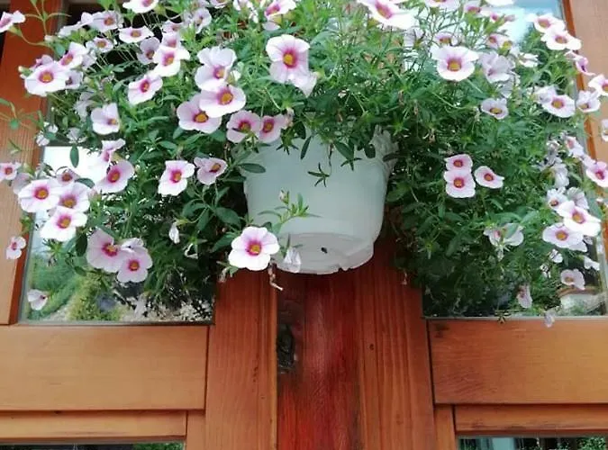 Restoran Lisine - Resavska Pecina Hostel